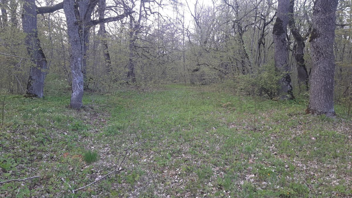 Foto: Heiki Koov, mai 2015