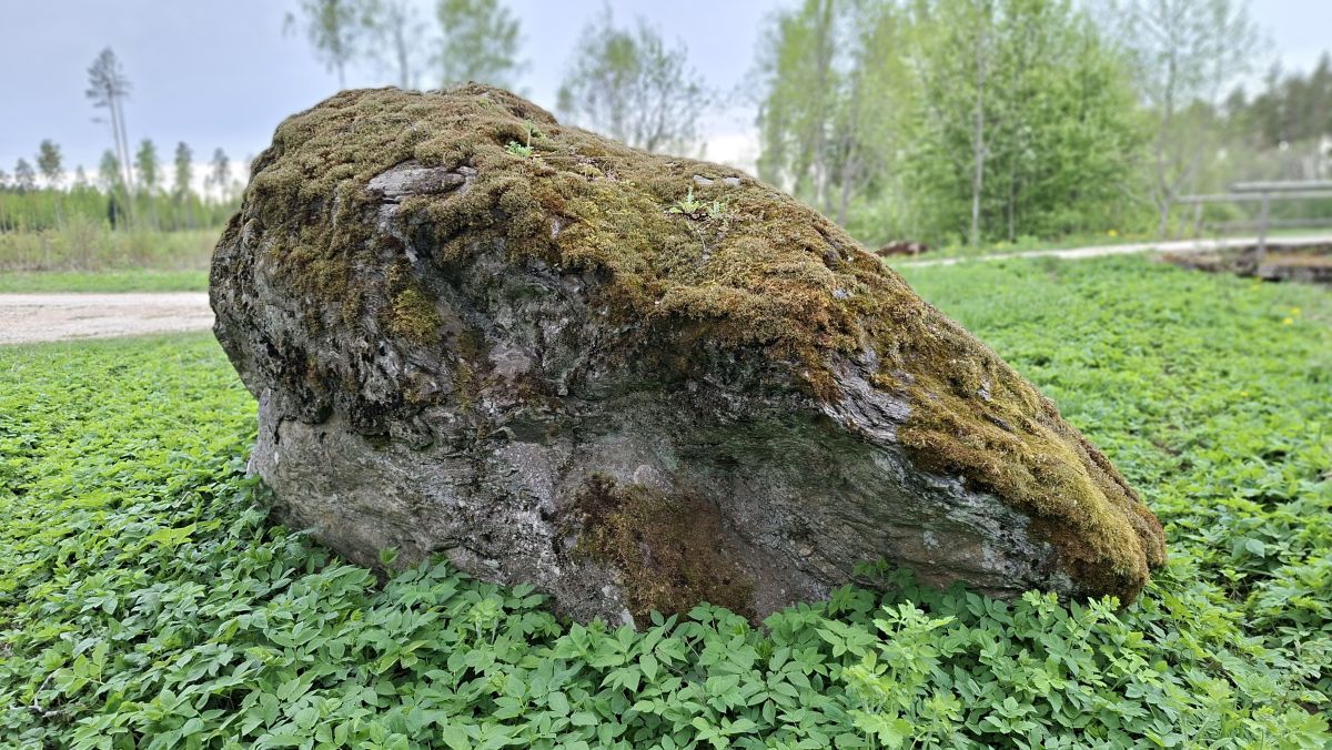 Foto: Heiki Koov, mai 2026