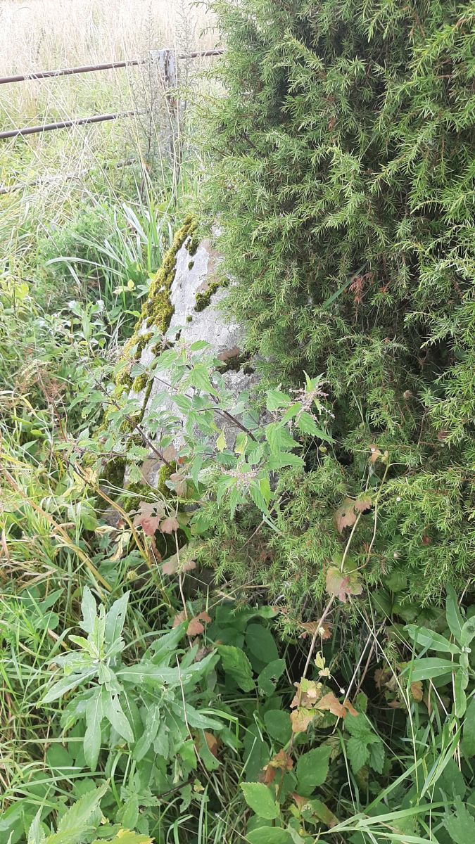 Foto: Heiki Koov, august 2025. 