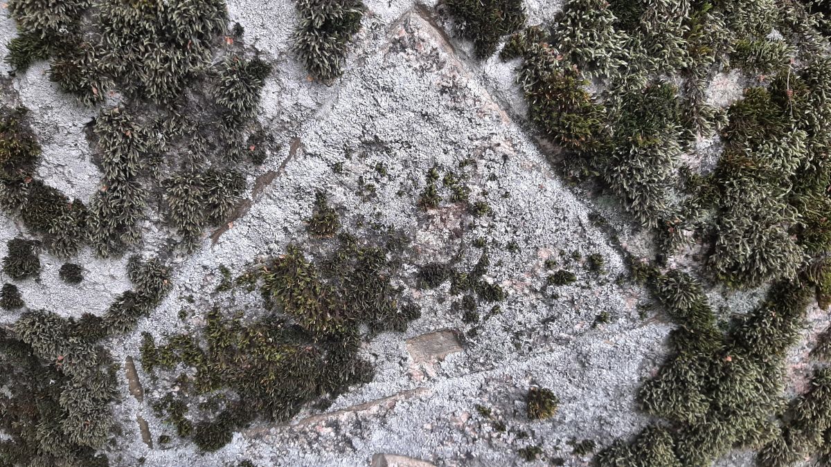 Foto: Heiki Koov, august 2025. 