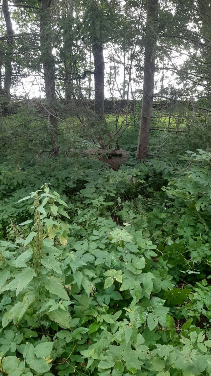 Foto: Heiki Koov, august 2025.